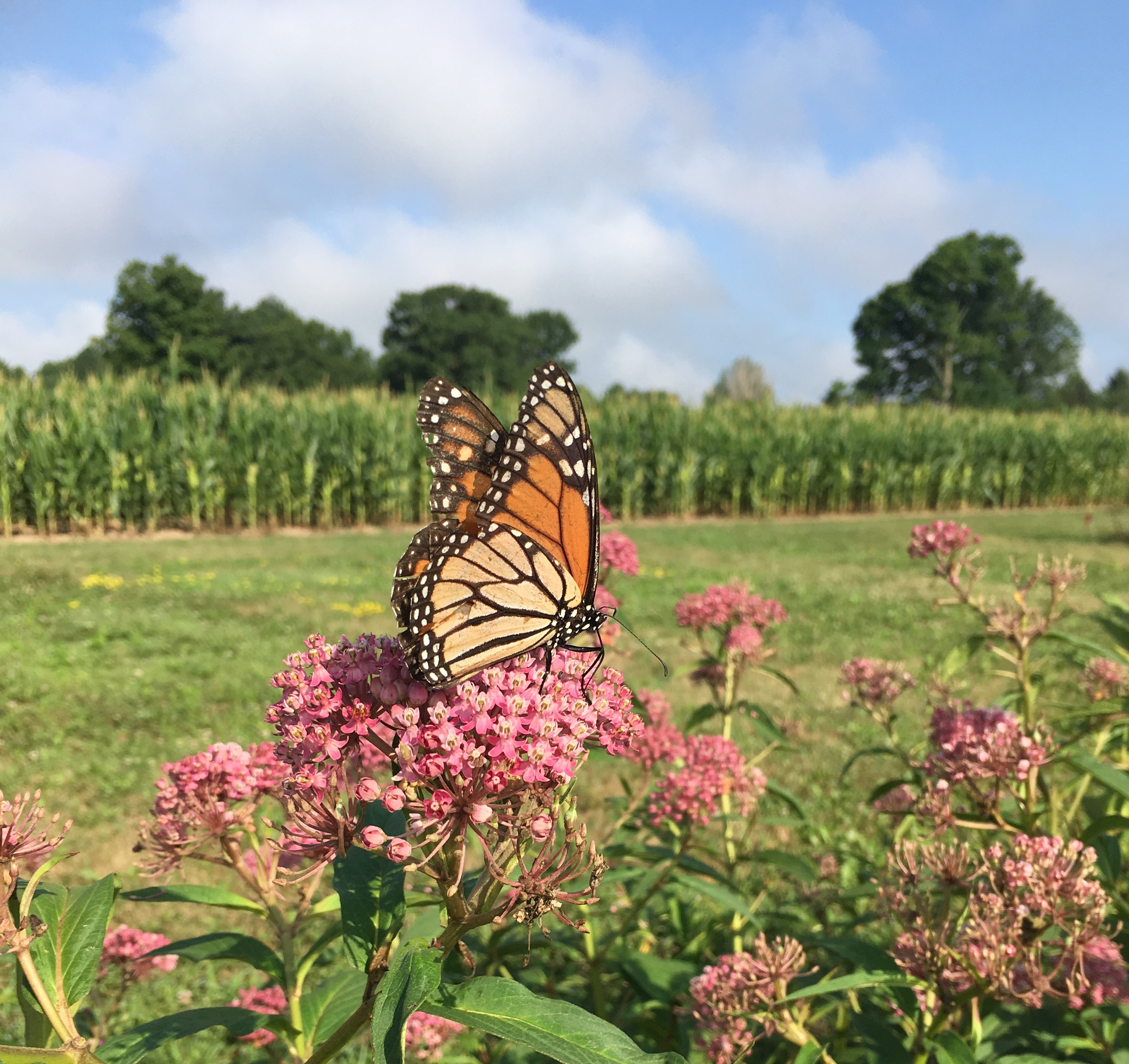 About The Project - ReGrow Milkweed For Monarchs: A Citizen Science Study